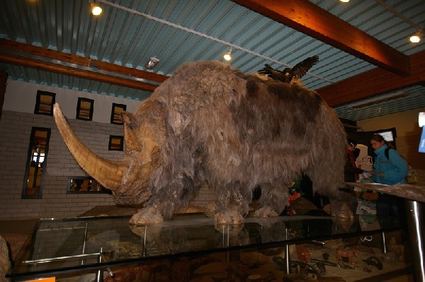 wolharige neushoorn